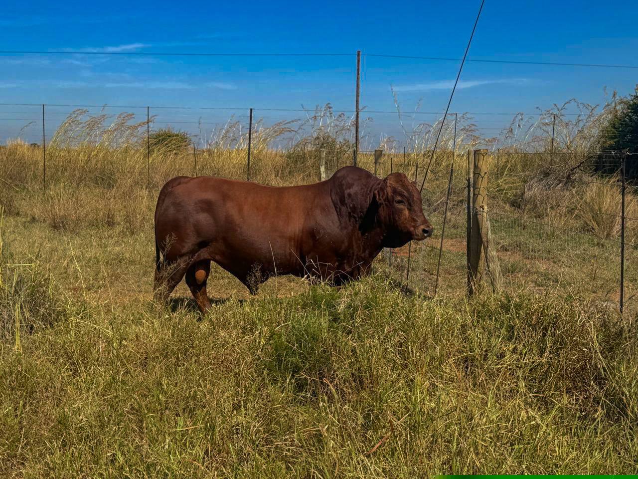 High-quality breeding