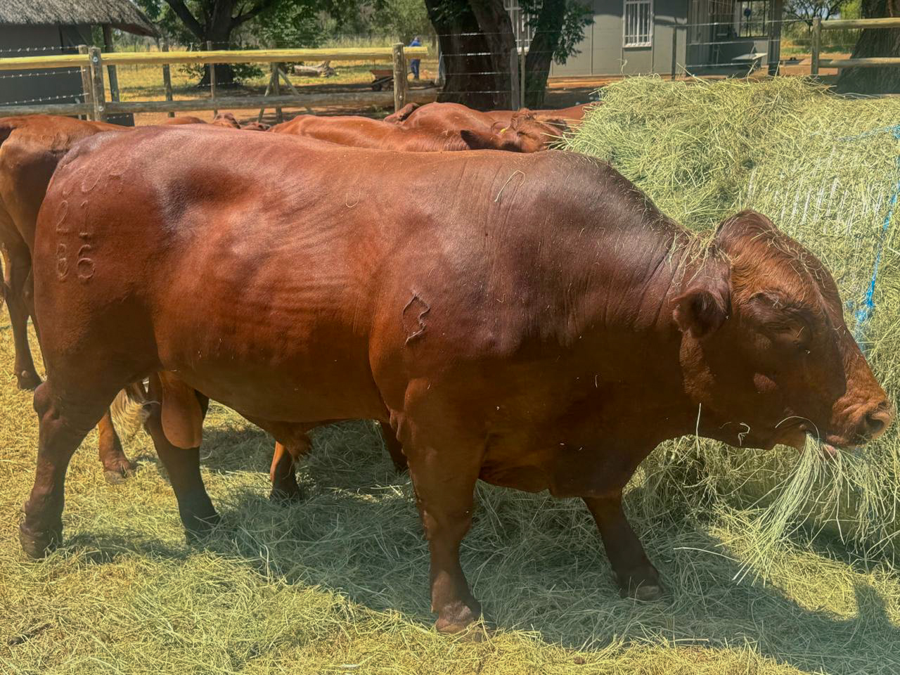 High-quality breeding