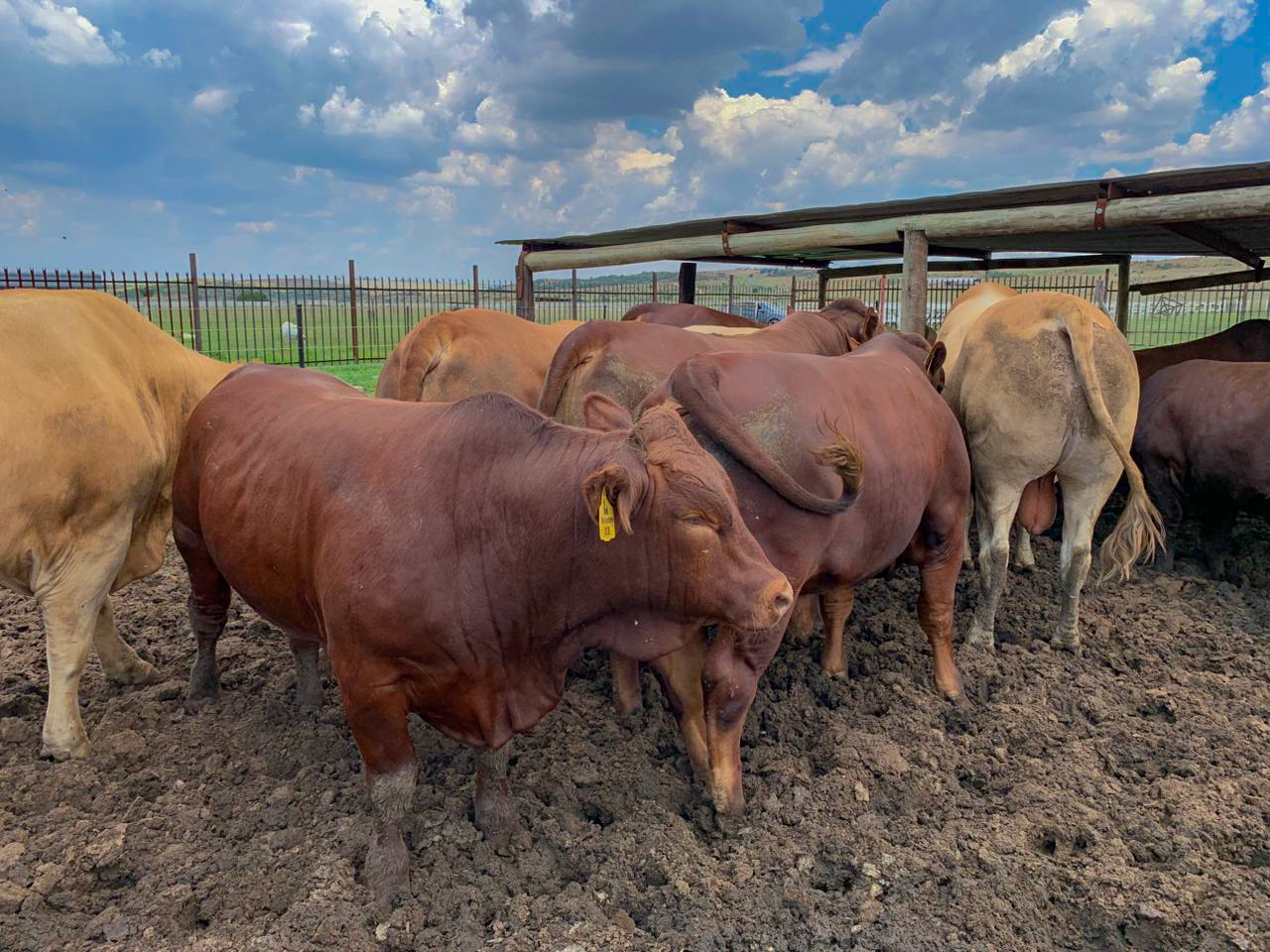 Livestock selected for breeding quality