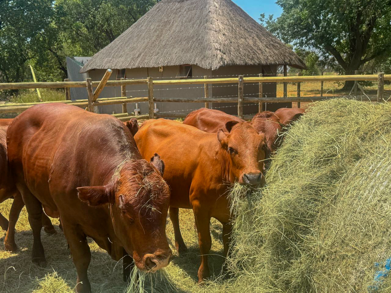 Livestock ready for ceremony