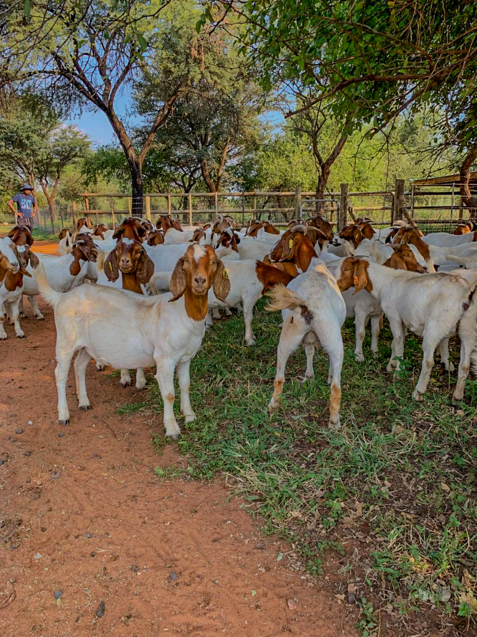 High-quality breeding