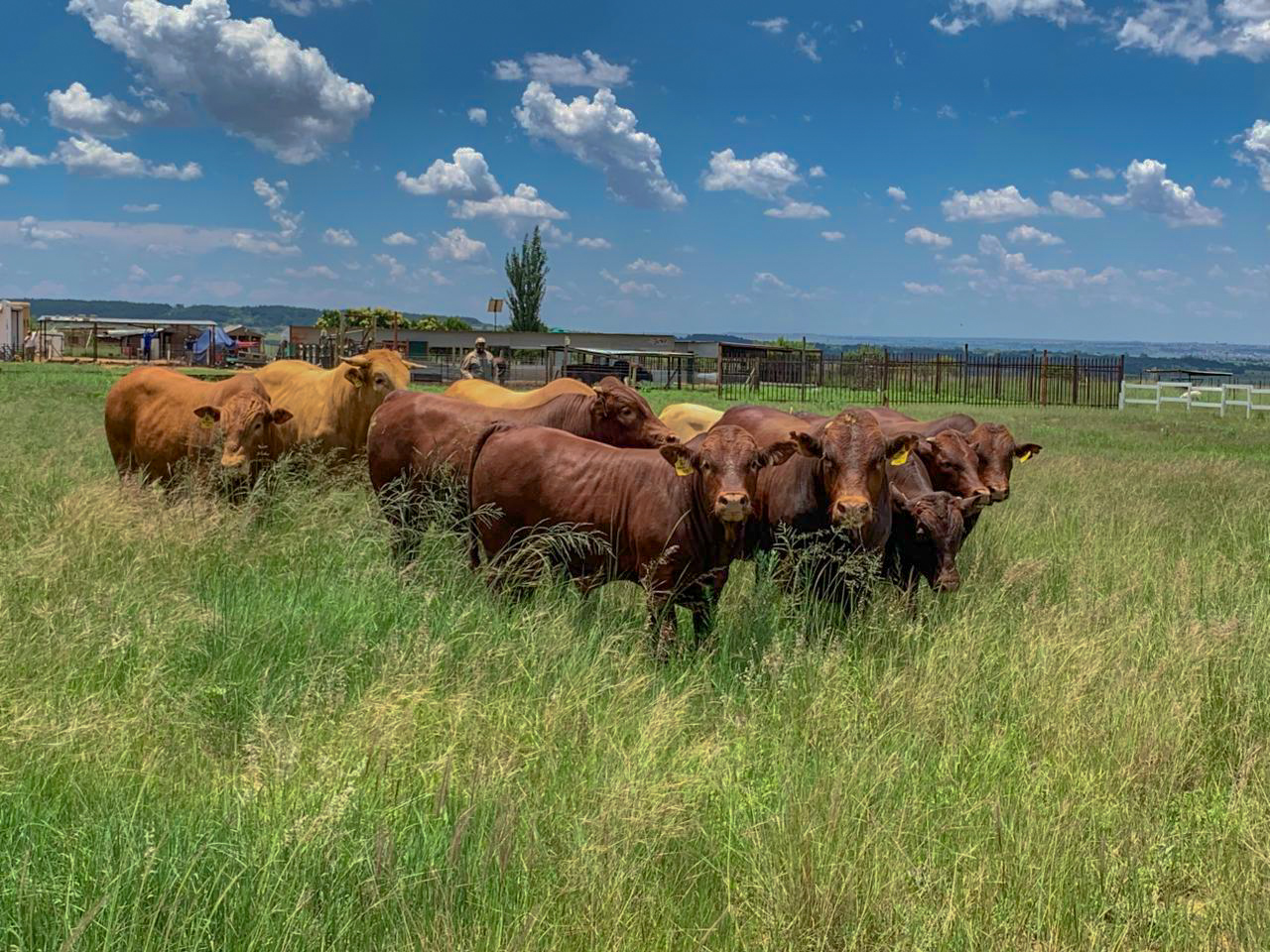 Boer goats in pen