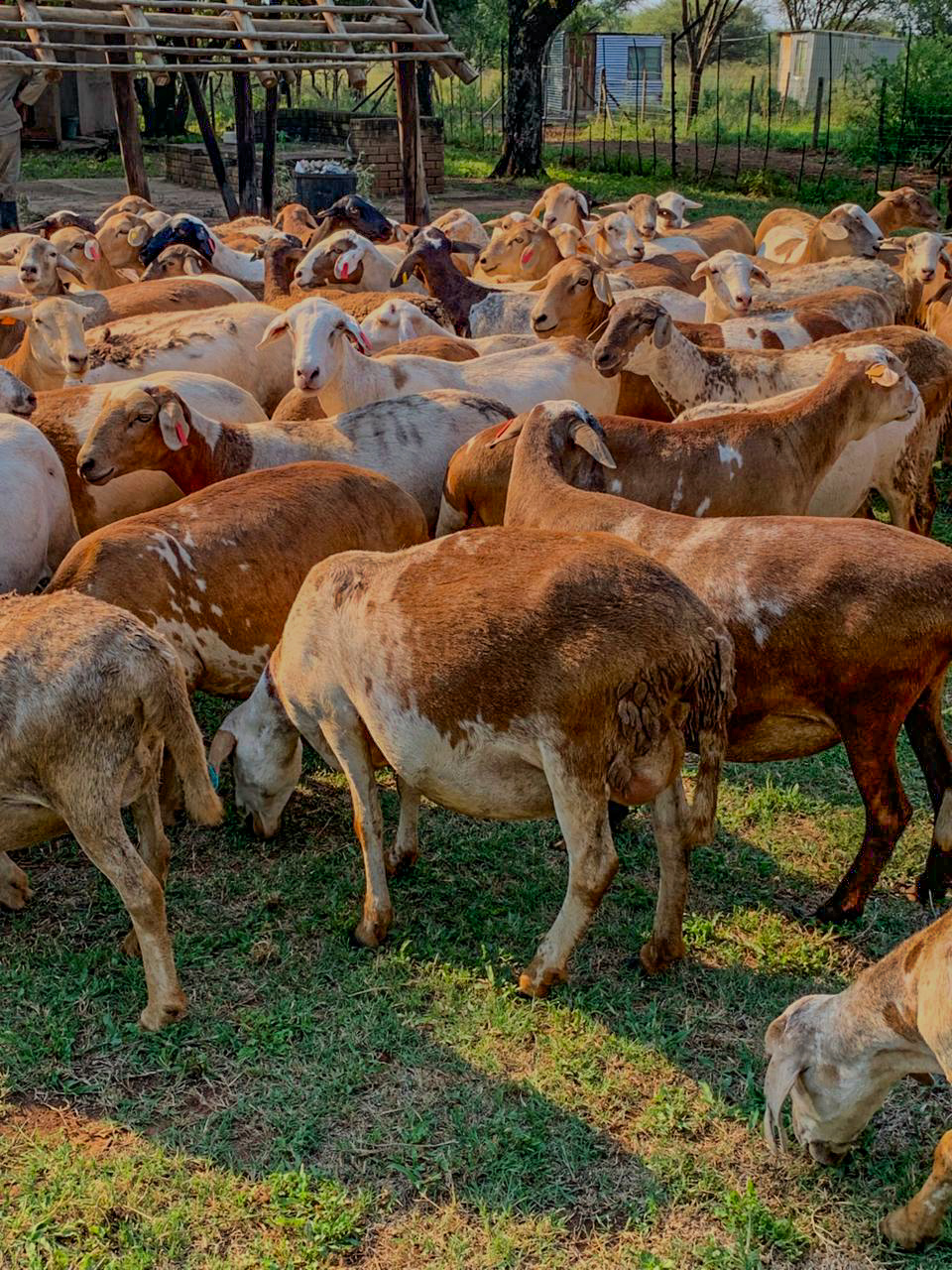 High-quality breeding