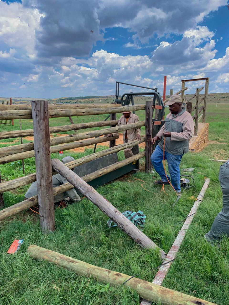 Placeholder image of a single sheep